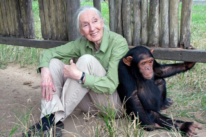 Jane-Goodall-Motambo